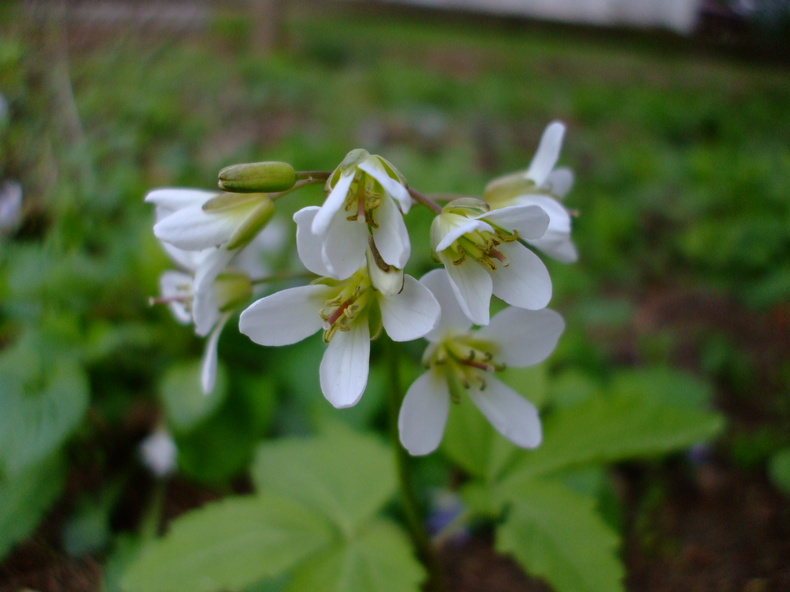 Cardamine diphylla